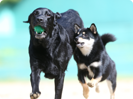 わんむすびとは