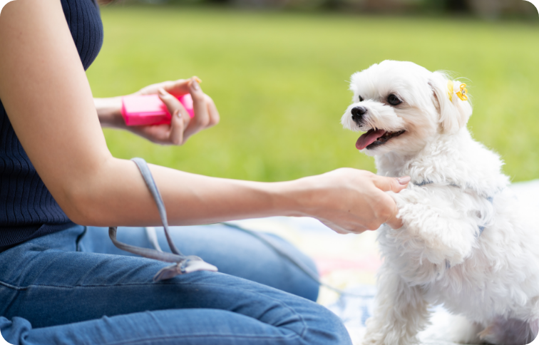 ドッグプロ体験イメージ